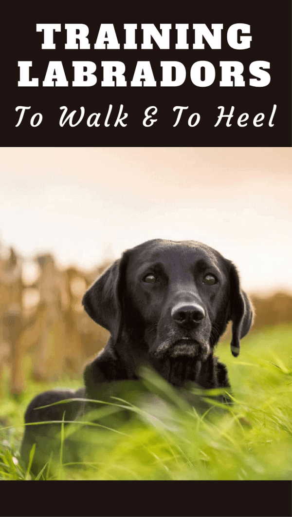 Training a Labrador to Walk to Heel