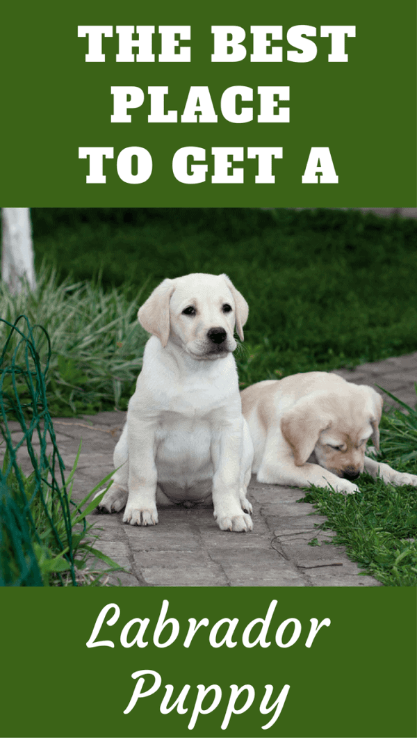 It's difficult to decide where to get a Labrador. A breeder? A rescue center? Pet store? Your friends new puppies? Read the pros and cons of each way here.