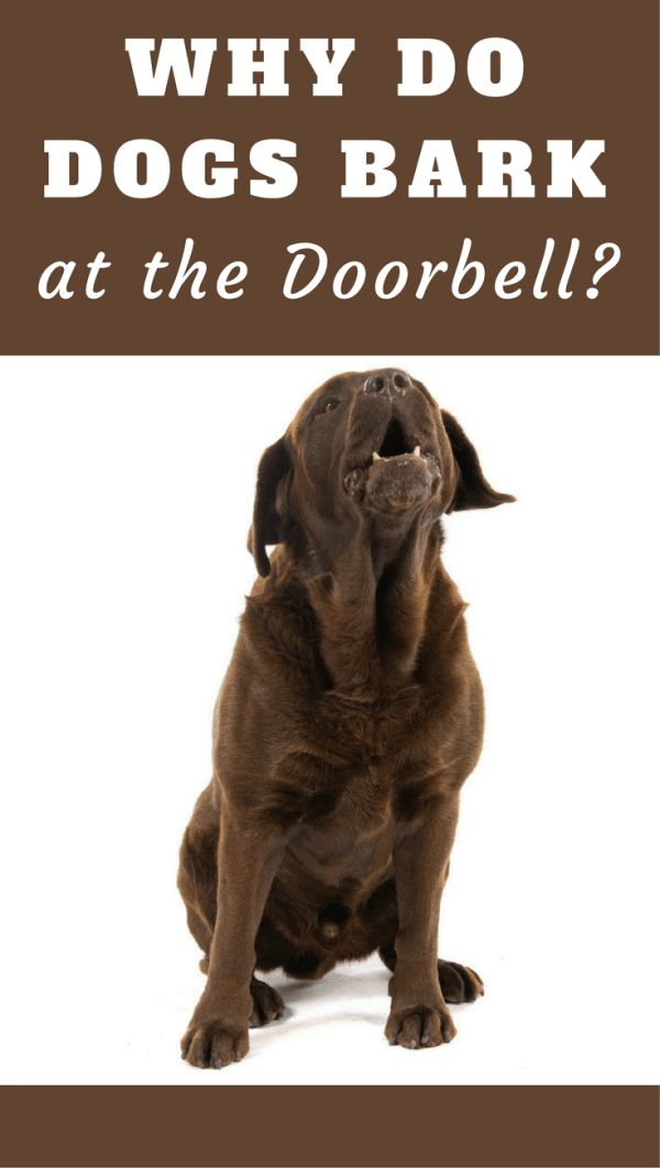 If your dog barks at the doorbell every time it rings, it can be a nuisance. But why do they do it? Is it something you want to train them to stop?