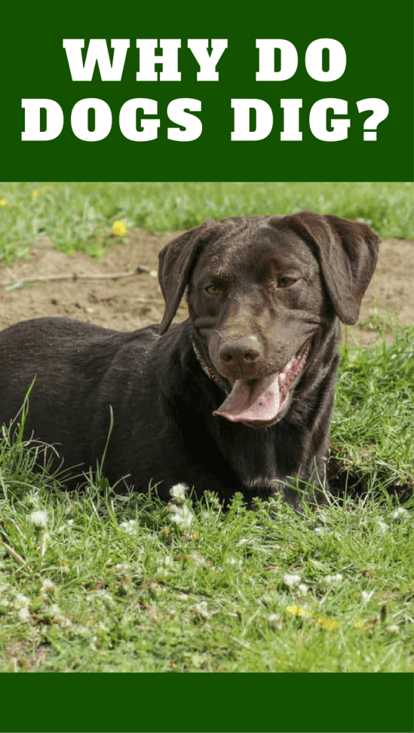 Why do dogs dig? We all think it's to bury bones, or look for food, but there are a few other reasons that all make a lot of sense...