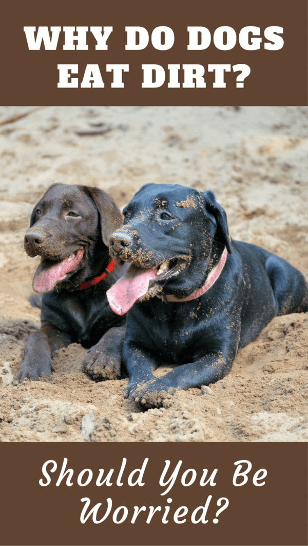 Quirky behaviors go hand in hand with dog ownership, most can be easily explained, but why do dogs eat dirt? The answers may surprise you.