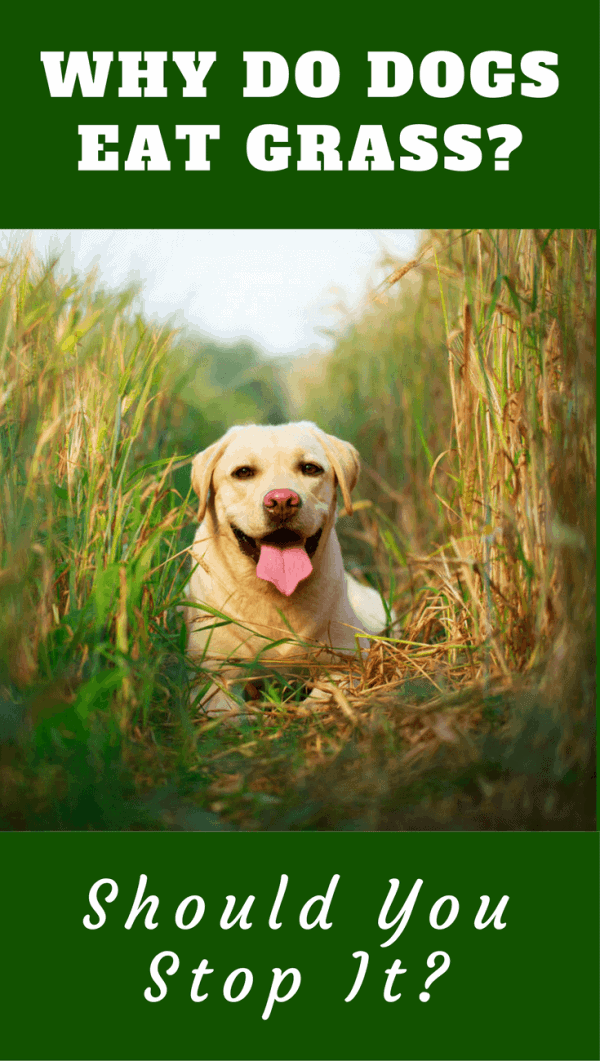 Is it true that dogs eat grass because they're feeling sick? Or are there other reasons? Is it safe? Should you try to stop it?