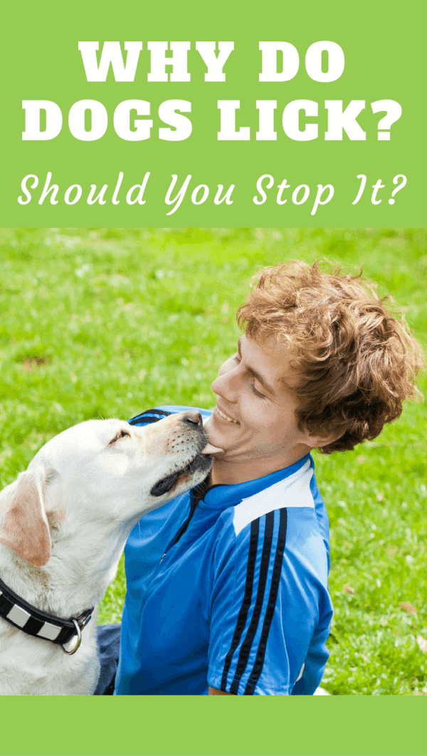 In this article we discuss the many reasons why dogs lick your face, whether it's a good or bad thing and whether you should let it happen!