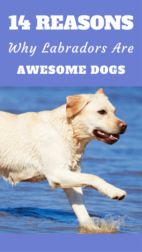 Labradors are consistently the USAs most popular dog and to show you why they deserve the top spot, here are 14 reasons why Labradors are so awesome!