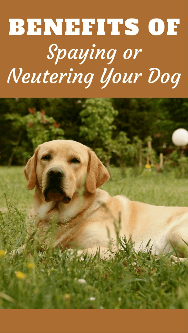 Discover the many benefits of spaying or neutering your dog: From helping ease overpopulation, to avoiding disease and calming temperament.