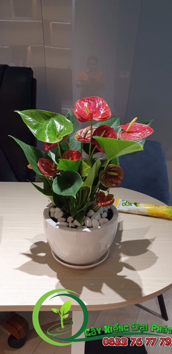 Lợi Ích Khi Sở Hữu Chậu Cây Hồng Môn Để Bàn