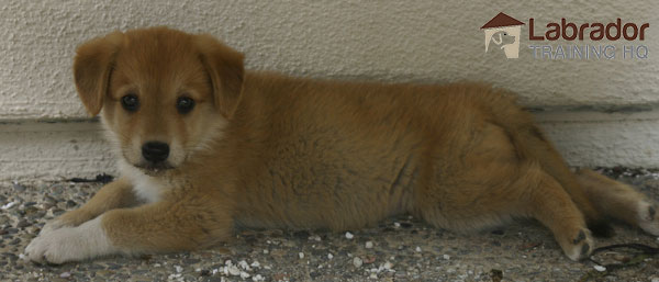 Yellow Shepherd Lab Mix with white chest and paws lying against a white wall on pebble ground