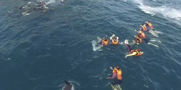 Islas Palomino + Nado con lobos marinos