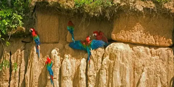 Aventura Amazónica: Collpa de Guacamayos, 2 días