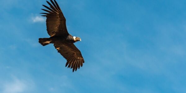 Trekking en el Cañón de Colca 2 días 1 noche