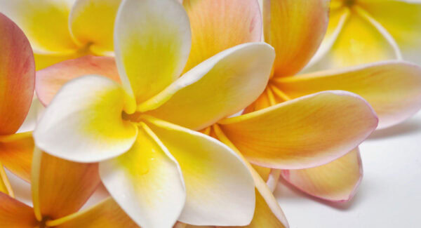 Frangipani extrakt från L'Erbolario