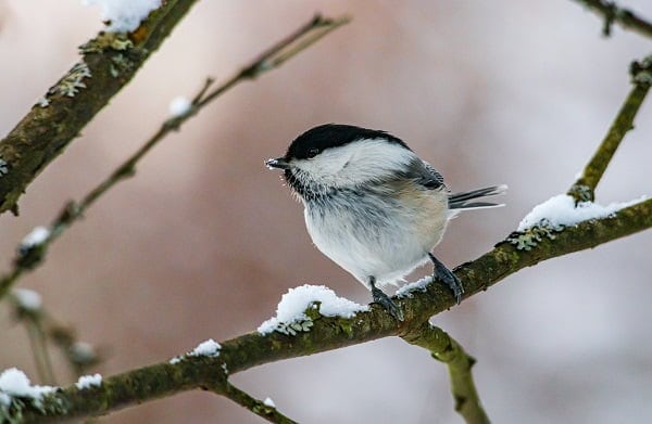 good morning birds images