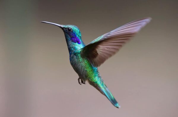 come fotografare gli uccelli | fotograre uccelli in volo