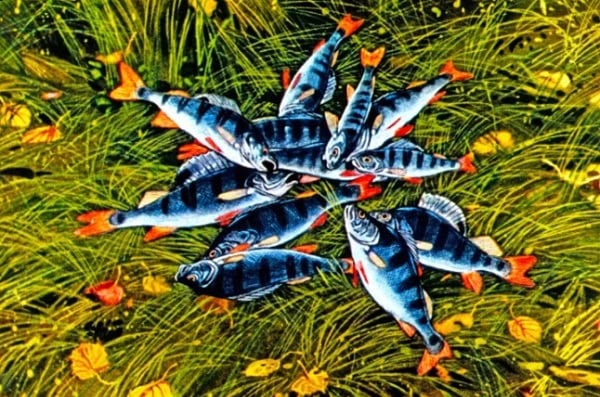 Разноцветные окуни