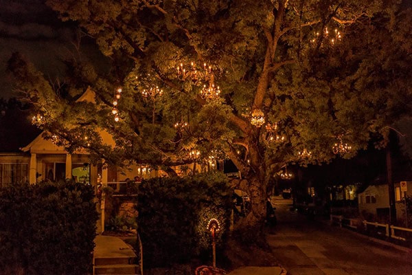 The Chandelier Tree of Silver Lake, Los Angeles