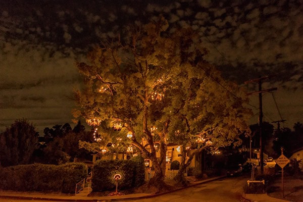 The Chandelier Tree of Silver Lake, Los Angeles