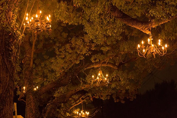 The Chandelier Tree of Silver Lake, Los Angeles