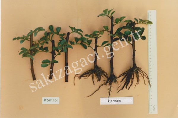 koklenmis-sakiz-agaci-celik