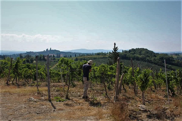 Виноградники Верначии