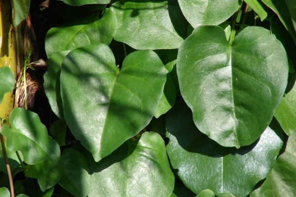 Manfaat Daun Binahong, Mengobati Maag hingga Jadi Obat Kanker