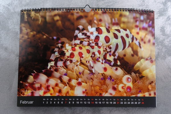 ANILAO – Life in Detail 2027 – Bild 3