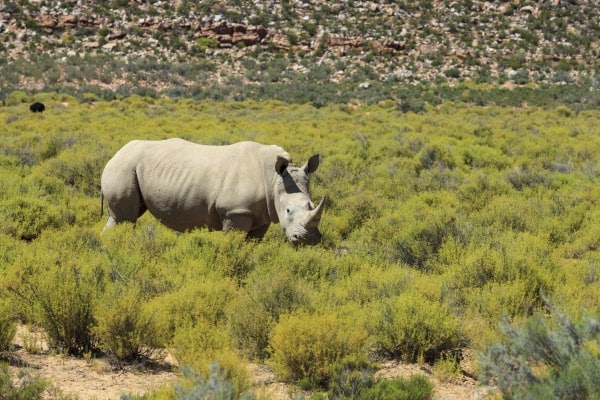 Save a Rhino