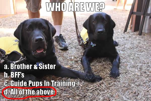 Guide dog puppy siblings