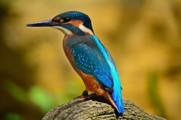 come fotografare gli uccelli