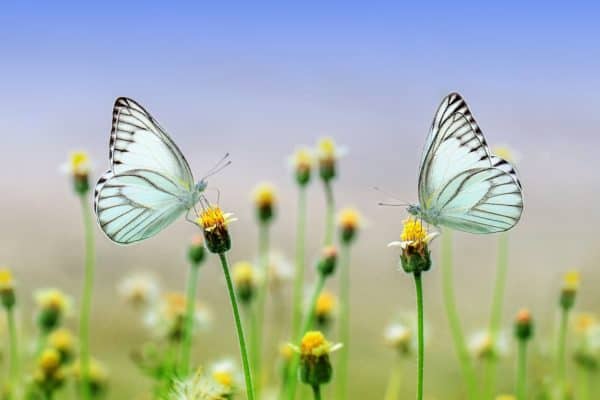 butterfly, insect, macro