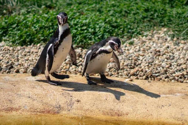 two penguins beside body of water