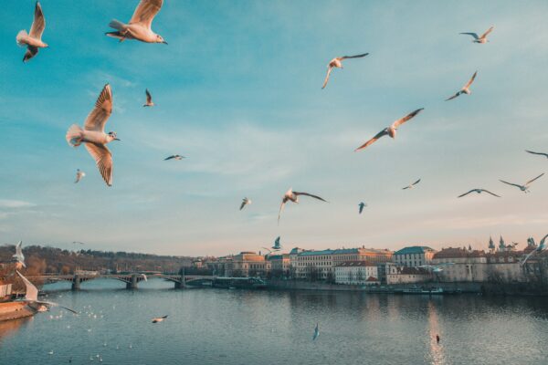 fotograre uccelli in volo
