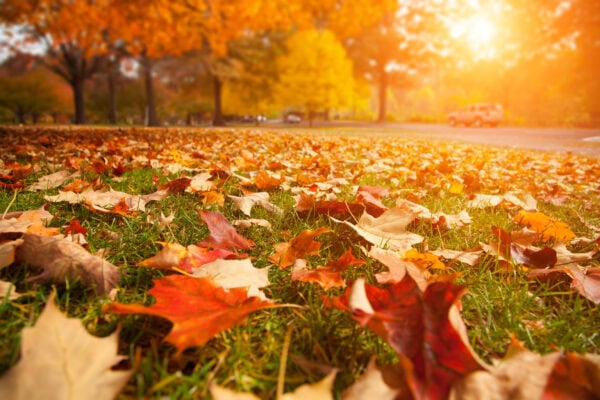 catturare i colori dell'autunno
