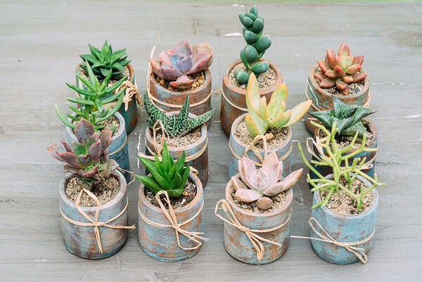 Suculentas para eventos - Imagen 2
