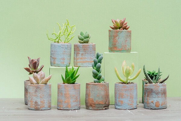 Colección 10 suculentas mini regalo MAMÁ