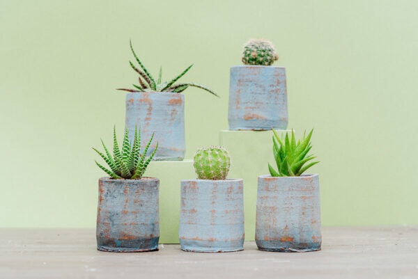 Colección 3 suculentas + 2 cactus