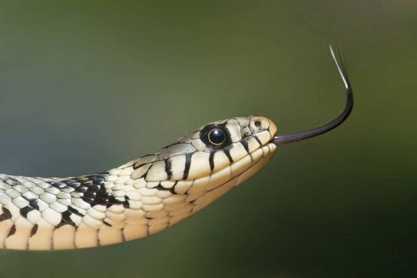 serpenti
