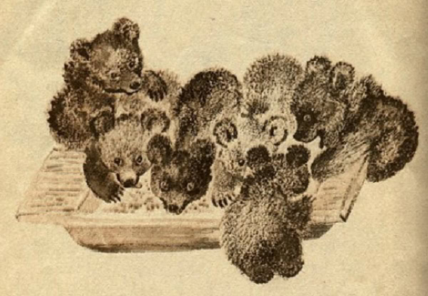 Медвежата у корытца с едой