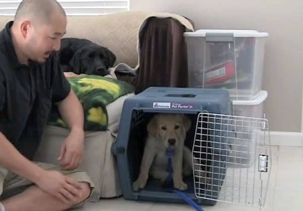 puppy won't stop howling in crate