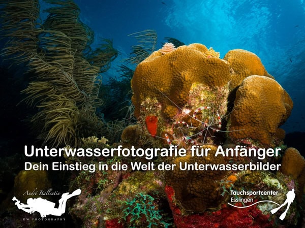 Dein Einstieg in die Welt der Unterwasserbilder – Bild 2