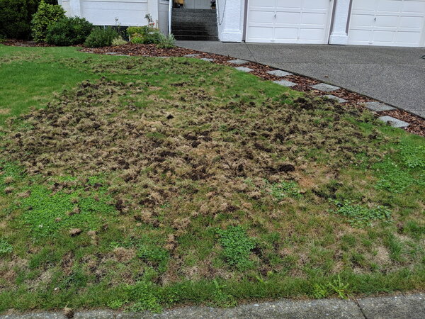 NIC Canadian Lawn Guardian Beneficial Nematodes - Image 3