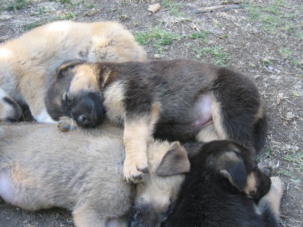 German Shepherd Mix Puppy Pile