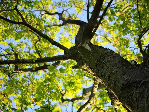 cheap_tree_care_maintenance_service