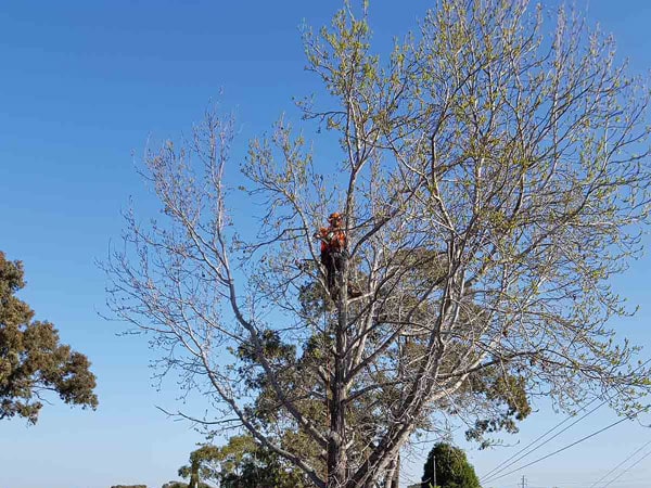 tree_service_cut_fallen_pruning