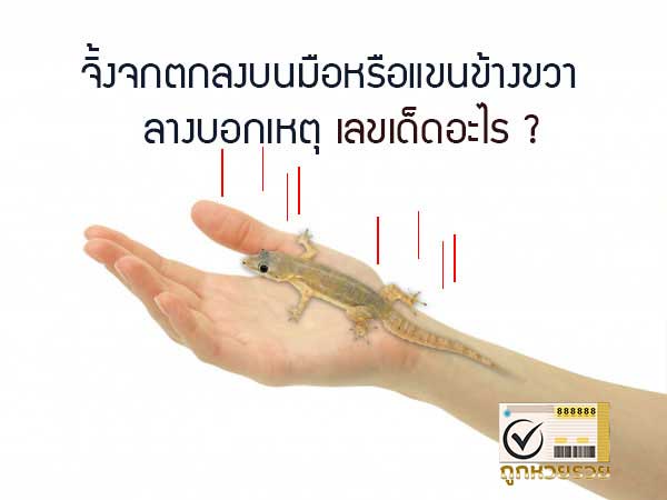 จิ้งจกตกใส่แขนขวา ลางบอกเหตุ เลขเด็ดอะไร? จิ้งจกตกใส่แขนขวา ลางบอกเหตุ เลขเด็ด