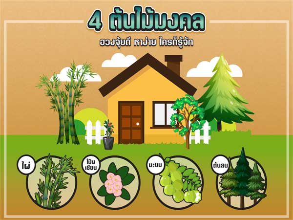 4 ต้นไม้มงคล ฮวงจุ้ยดี หาง่ายใครก็รู้จัก 4 ต้นไม้มงคล ฮวงจุ้ยดี หาง่ายใครก็รู้จัก เสริมการค้าขาย