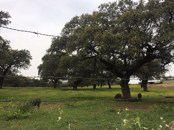 camino-de-santiago-vía-de-la-plata-camino-sanabres-en-bicicleta-14-dias