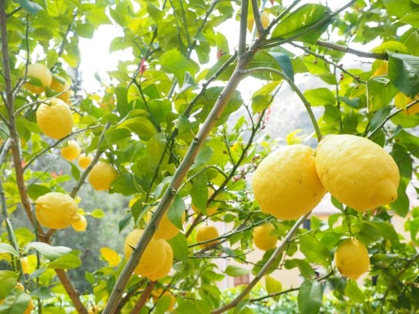 bouture citronnier
