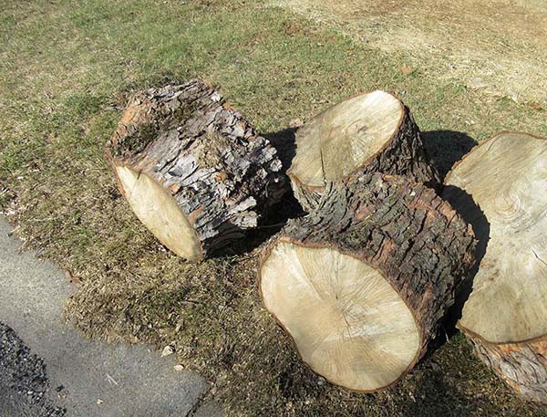 tree_lopping_removal
