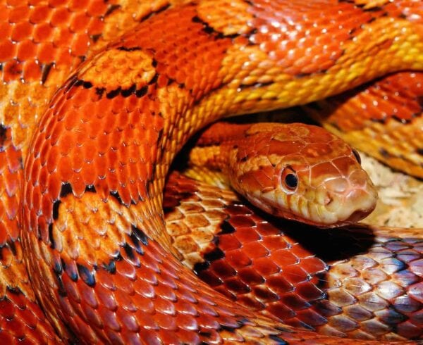 foto di serpenti