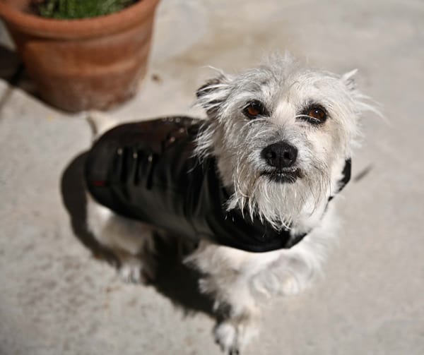 Ralphie wearing his brand new Bret Michaels Pleather Jacket